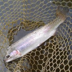 大安トラウトレイク 釣果